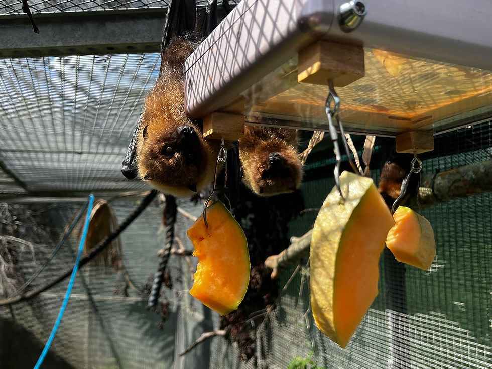 Thumbnail: Custom Marble Bat Paintings