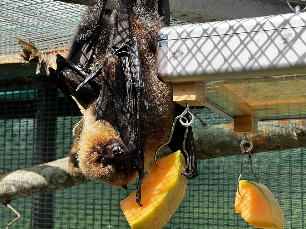 Thumbnail: Custom Marble Bat Paintings