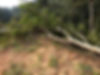 tree cutting, rubber tree, land clearing, durian D200 farm