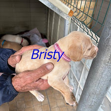 Bristy