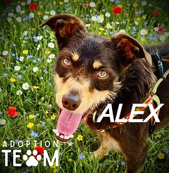 Alex