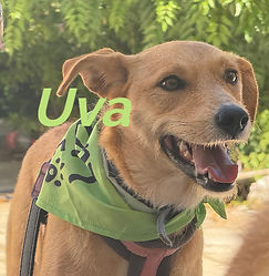 Uva