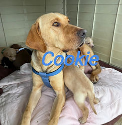 Cookie and Puppies