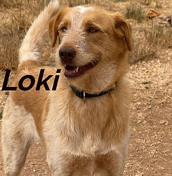 Loki