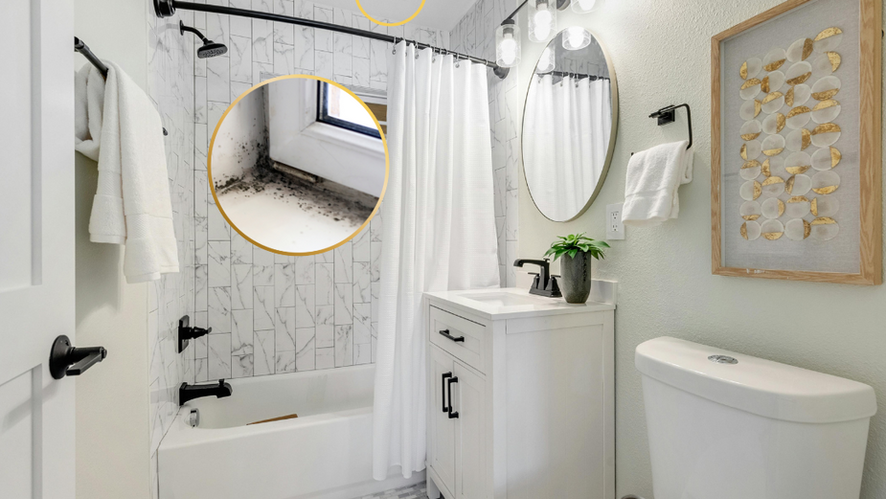 Is There Mold in Your Home? Here's What We Can Do.