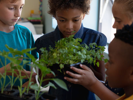 Children examining plant growth