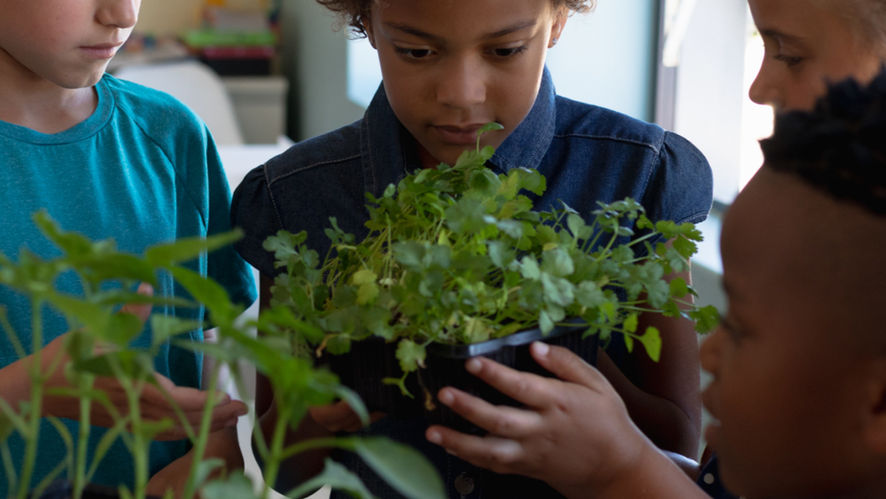 Children examining plant growth