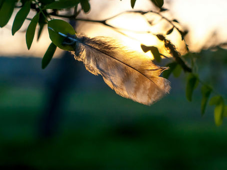 Feathers of Change