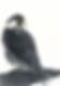 Peregrine Falcon