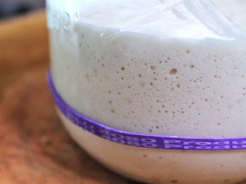 Sourdough starter growing in a jar