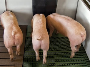 Make Feeding Your Pigs Simpler with the ROTECNA TR-2 Dry Feed Hopper