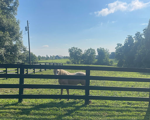 Alvesta Alvaro, Section A Welsh Mountain pony