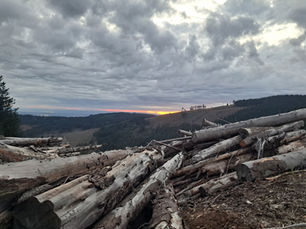 A gentle, Pacific Northwest, mountain view with a pile of felled trees in the foreground and a sunset on the horizon. The sky in full of grey rolling clouds.
