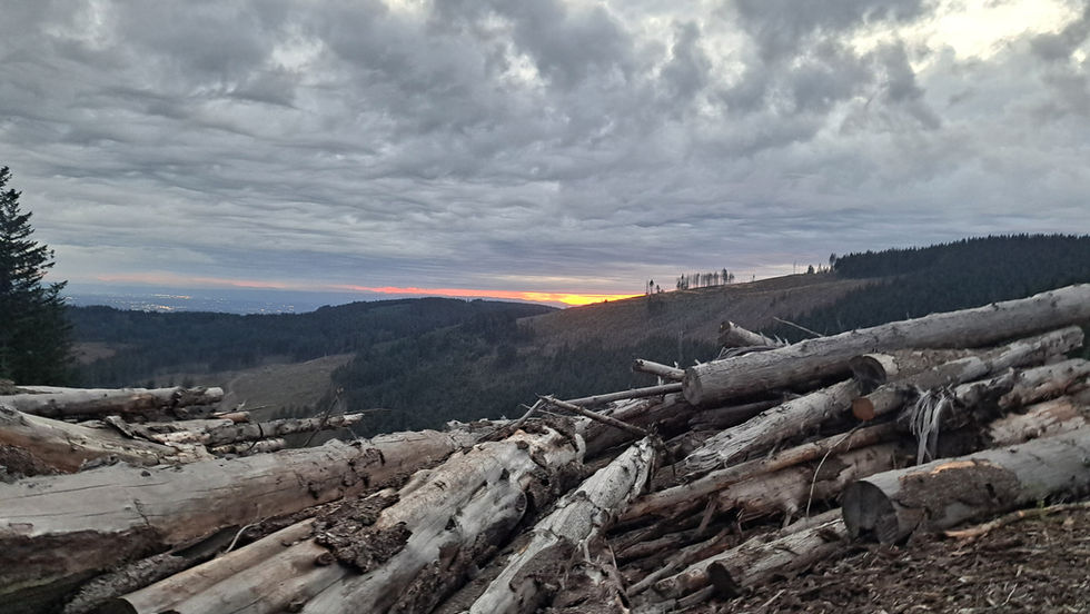 A gentle, Pacific Northwest, mountain view with a pile of felled trees in the foreground and a sunset on the horizon. The sky in full of grey rolling clouds.