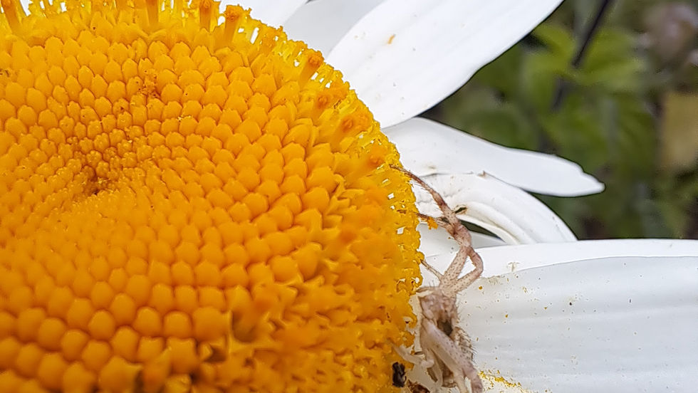 A close up of a large gerbera daisy with a small spider on the side of the disc (the yellow button in the center).