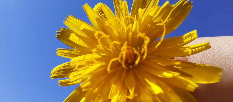 A bright yellow flowering dandelion being held up against a blue sky. This picture is high in contrast.