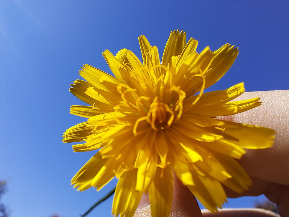 A bright yellow flowering dandelion being held up against a blue sky. This picture is high in contrast.