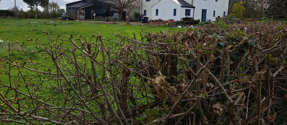 A cottage and wooden barn in the green Welsh countryside. There is a bare hedgerow in the foreground. The cottage is white, with blue window frames. The sky is partially cloudy.