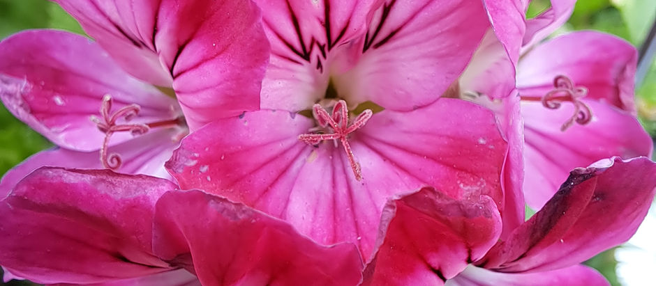 A close up of a bunch of six petal magenta flowers.
