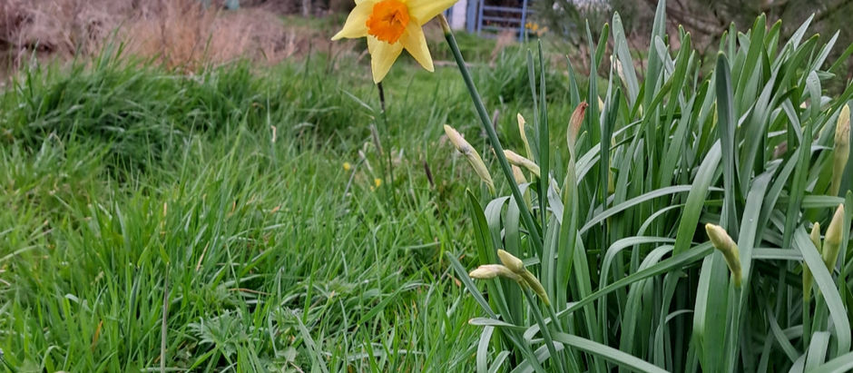 A single yellow daffodil in the foreground. In the middle ground is green grass, and the background there is an old wooden barn and a blue metal gate.