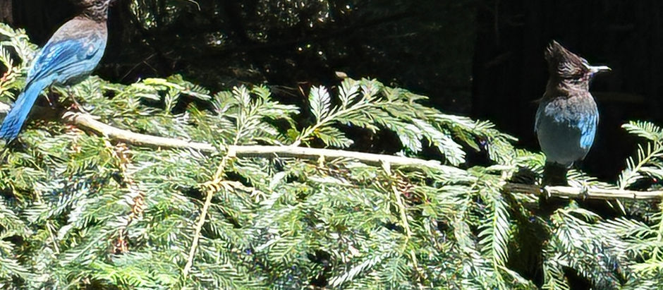 Two Stellar Jays perched on the same coniferous branch, looking toward the right side of the photo. The sun is shining.
