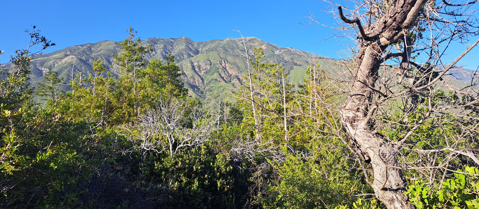 A picteresque view of foliage and a central California mountain in the Big Sur area with a cloudless blue sky.