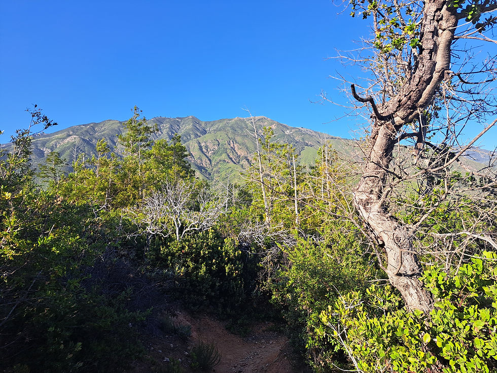 A picteresque view of foliage and a central California mountain in the Big Sur area with a cloudless blue sky.