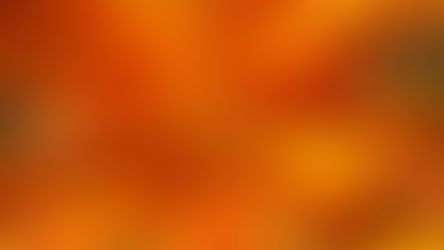 A close up photo of an orange lily from a top down view in bright sunlight