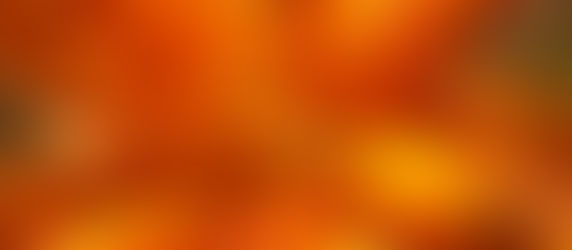 A close up photo of an orange lily from a top down view in bright sunlight