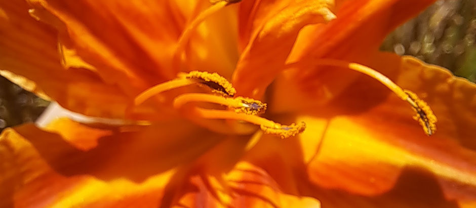 A close up photo of an orange lily from a top down view in bright sunlight