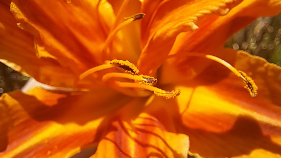 A close up photo of an orange lily from a top down view in bright sunlight