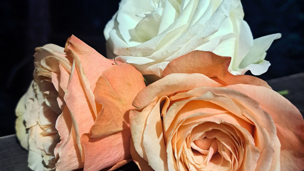 Three roses, two peachy-pink and one white. They lighting is dramatic, it is nighttime and you cannot see anything except the flowers.