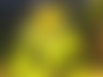 A sunflower gorgeously illuminated by the sun with coniferous trees behind it.