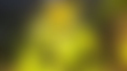 A sunflower gorgeously illuminated by the sun with coniferous trees behind it.