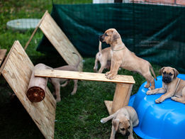 Hands-on litter raising