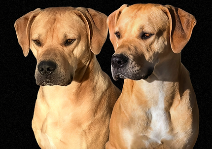 Untitled design-40.png