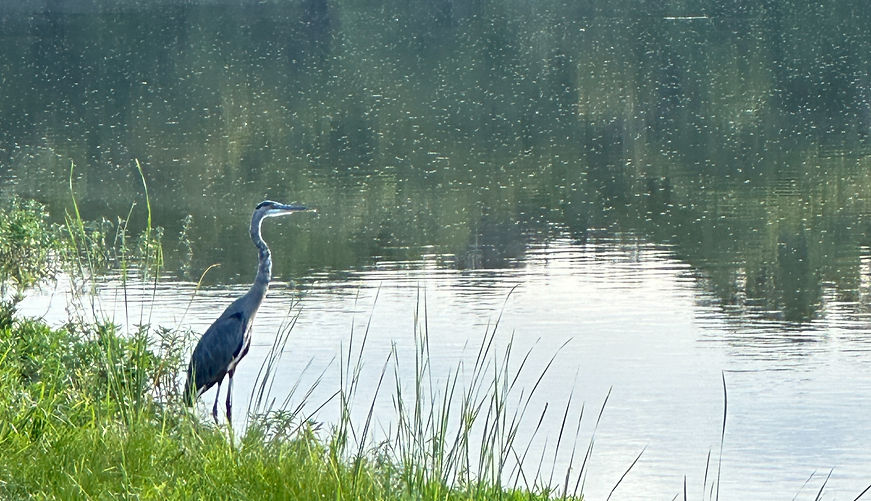blue heron at Baker_edited_edited.jpg