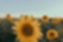 pexels-lucianasena-2473492.jpg