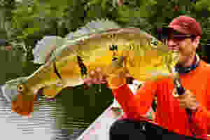Cichla vazzoleri