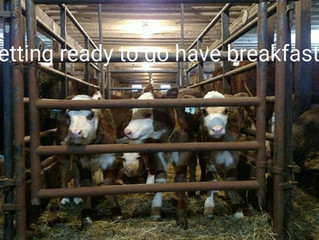 2017 Calving Chronicles Part IV