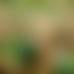 The Tutus News: March 2026 Edition