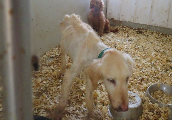 Daniel Gingerich's emaciated Golden Retriever