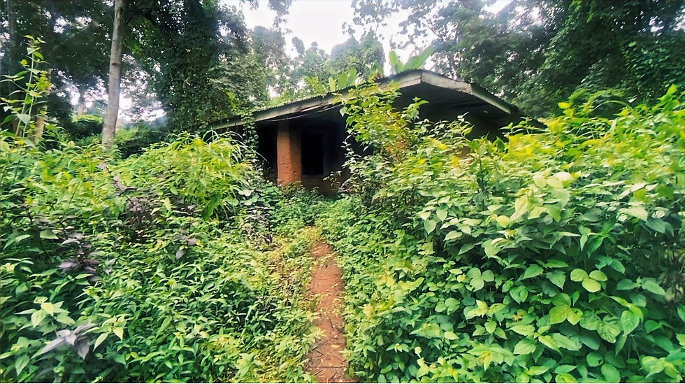 First primary school and evil forest