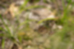 Babymaus: Bei 200mm, F2.8, ISO400, 1/2500s am Weg aus der Hüfte geschossen...