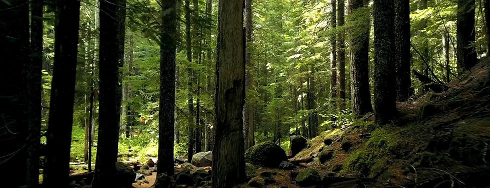 forestjpg.jpg