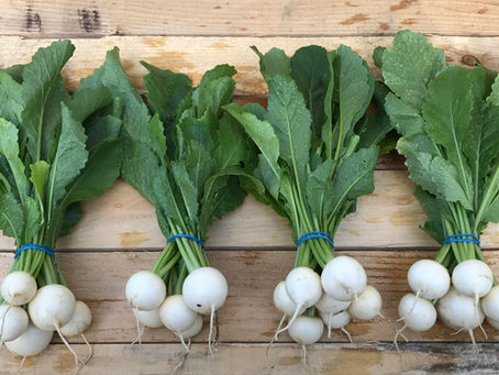 Roots Farmshare Newsletter - Week 10