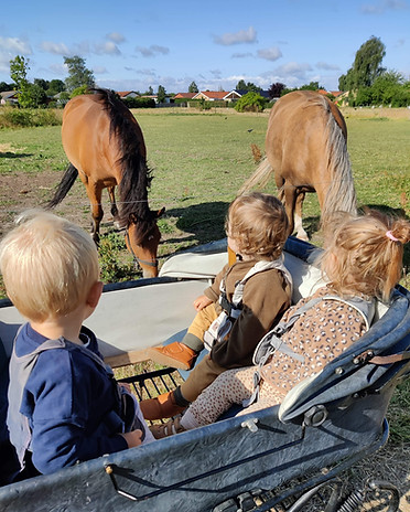 horses.jpg