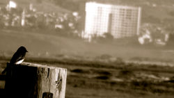 phoebe on stump 4