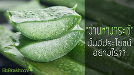 "ว่านหางจระเข้" นั้นมีประโยชน์อย่างไร ??