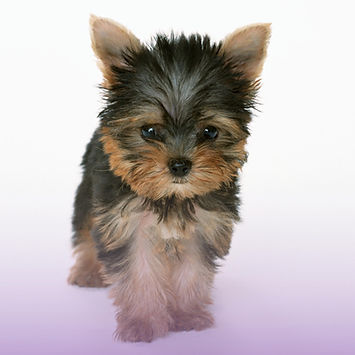 Groom To Bloom_Puppy2.jpg